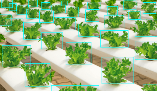 Computer Vision Apple Detection